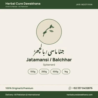 Jatamansi / Balchhar (Spikenard)