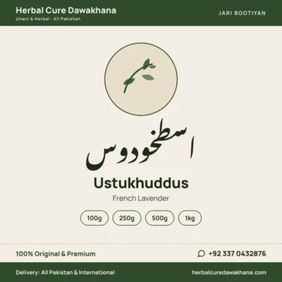 Ustukhuddus (French Lavender)