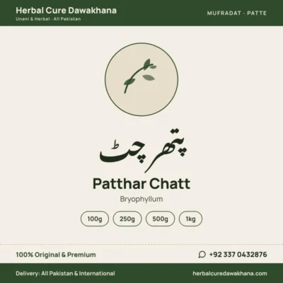 Patthar Chatt (Bryophyllum)