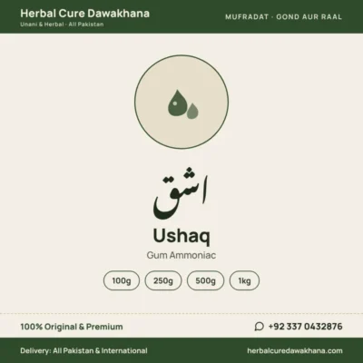 Ushaq (Gum Ammoniac)