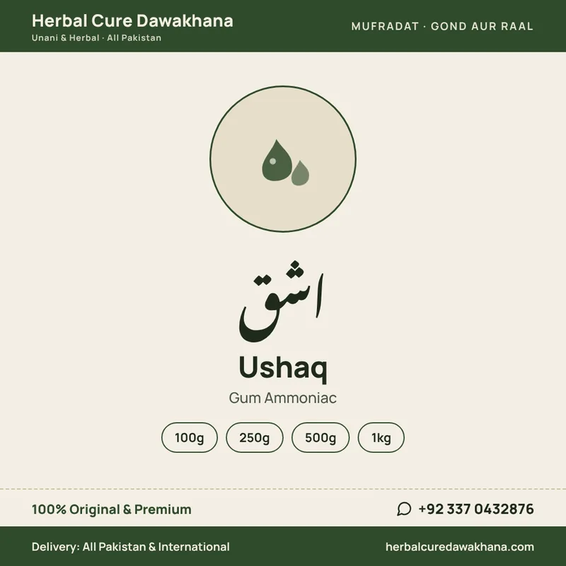 Ushaq (Gum Ammoniac)