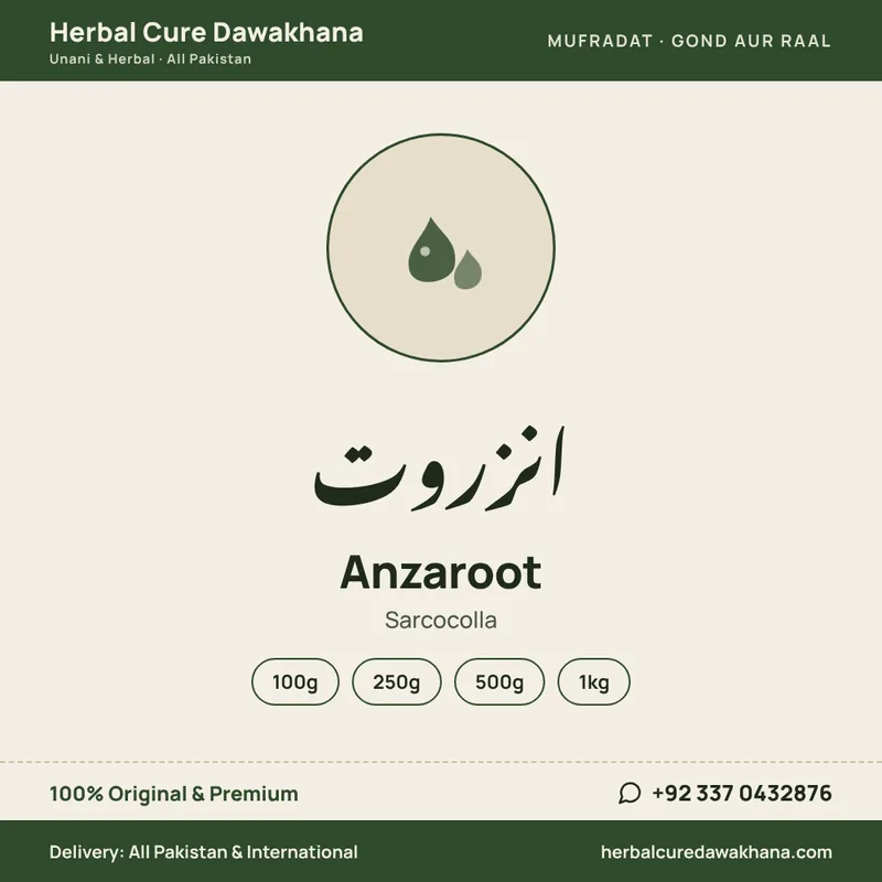 Anzaroot (Sarcocolla)