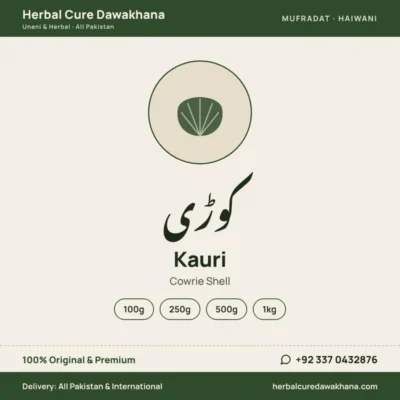 Kauri (Cowrie Shell)