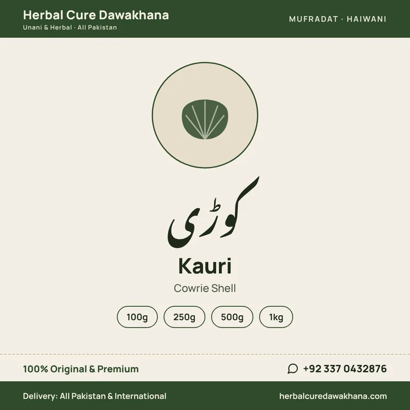 Kauri (Cowrie Shell)